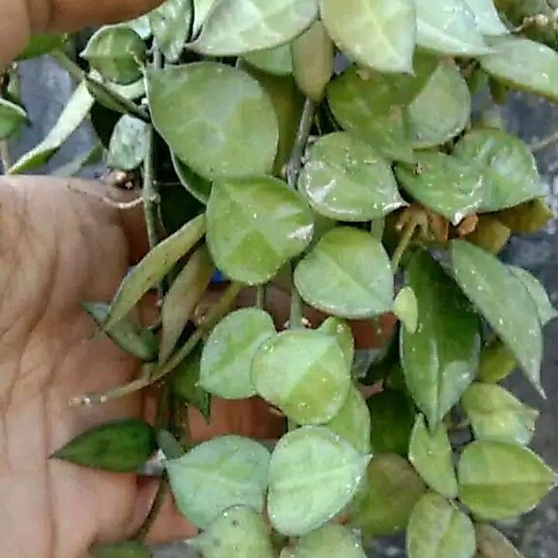 hoya mini rimbun