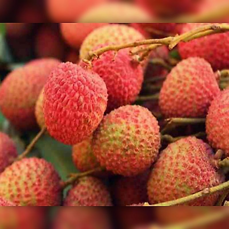 Bibit Buah Leci Madu / Leci Hijau Madu, Siap Berbuah