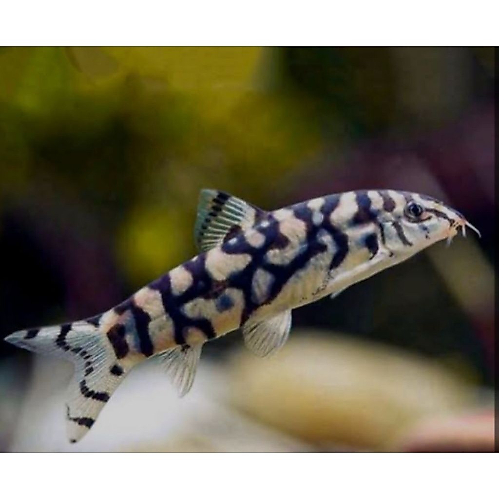 Ikan hias botia indiaa dan botia macan