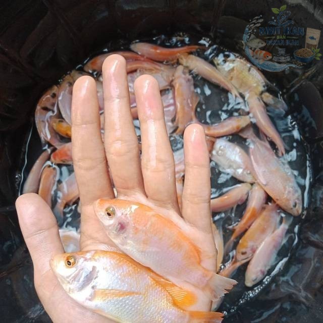 bibit / benih ikan nila merah 3 jari per ekor / bibit ikan di bandung