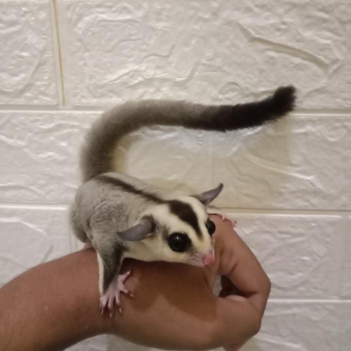 sugar glider white face
