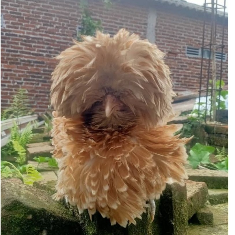 Ayam Hias Poland Frizzle Unik