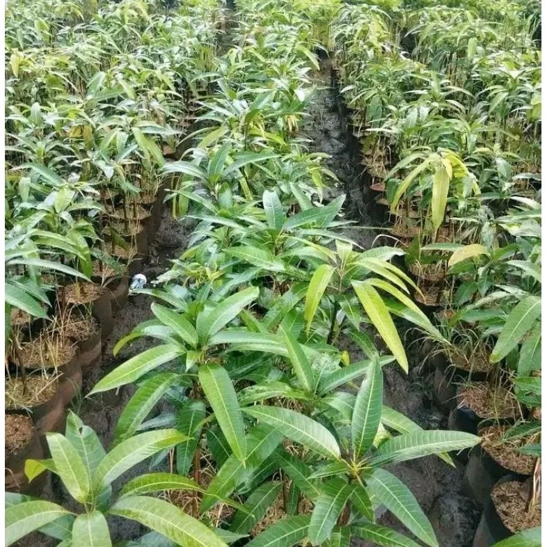 Bibit mangga miyazaki