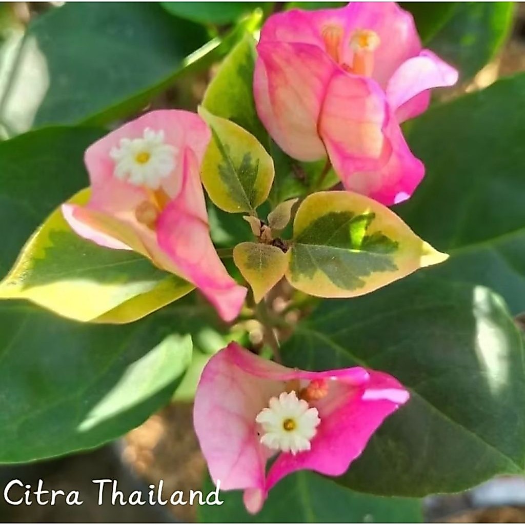 Bougenville ID : CITRA THAILAND