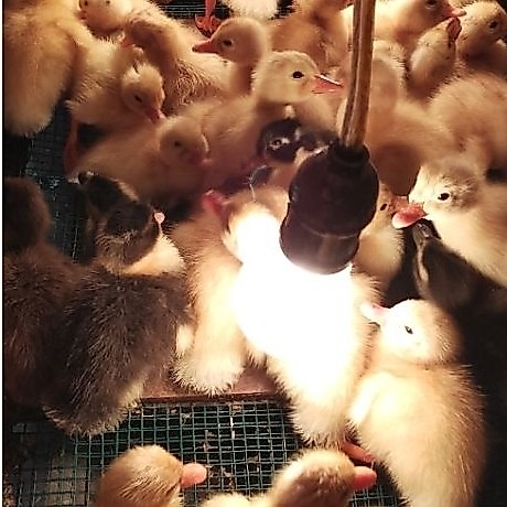 DOD BEBEK PEKING BENGKULU