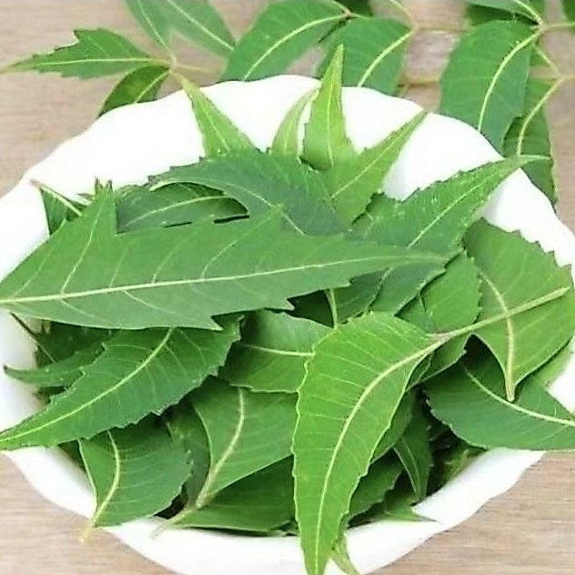 1 kg daun mimba pestisida alami pestisida organik