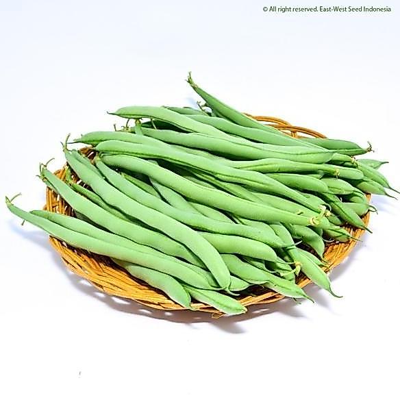 BUNCIS LOGAWA.BENIH LOGAWA,BENIH BUNCIS LOGAWA 500 GRAM