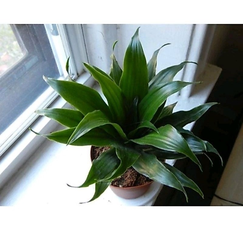 TERBARU DRACAENA JANET CRAIG / COMPACTA GREEN / DRACENA HIJAU BIBIT TANAMAN HIAS