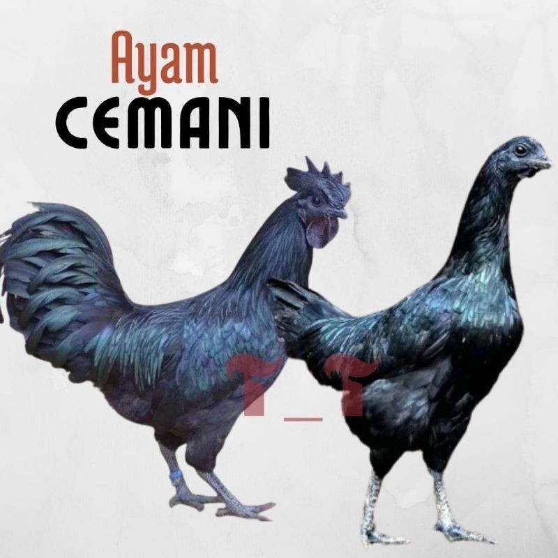 telur ayam cemani lidah hitam (asli) untuk di tetaskan