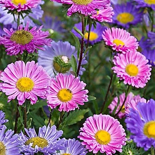 Biji Bunga Single Mixed China Aster Flower - Bibit Tanaman Pohon Bunga Aster Mix - Bunga Aster - COD