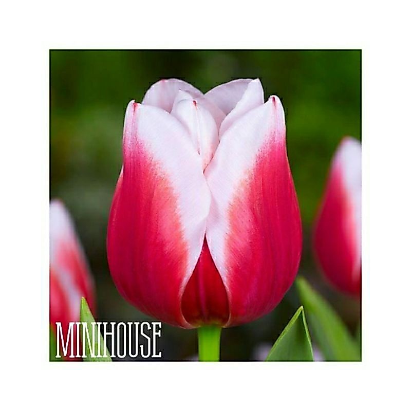 BENIH BIBIT BIJI BUNGA TULIP MERAH PUTIH