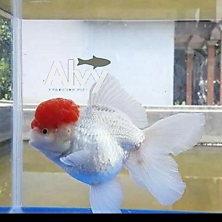 Dekorasi akuarium ikan mas koki red cup / oranda red cap jambul / ikan hias aquarium alvy