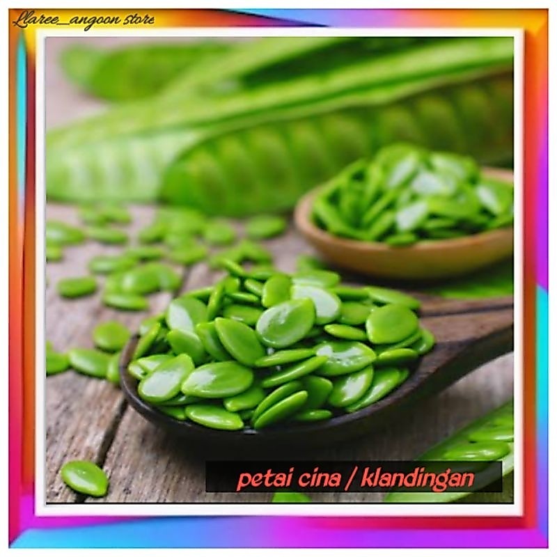 PETAI CHINA SEGAR/LAMTORO/KLANDINGAN