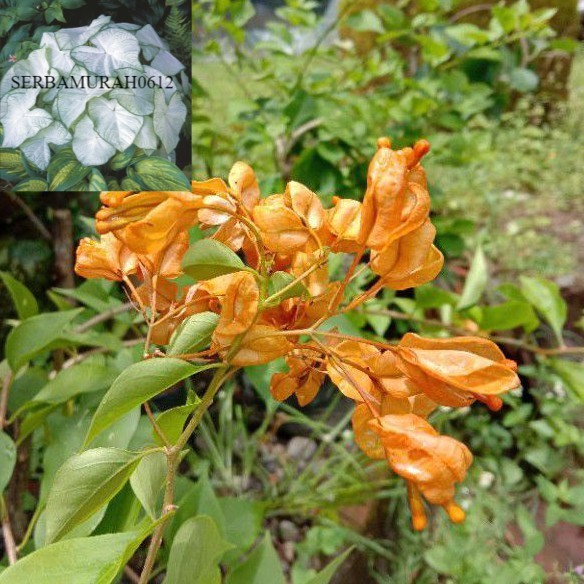Bugenvil Anggur Kuning (bibit)
