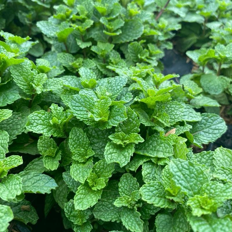 Daun Mint Segar, Tanam Daun Mint Berkualitas