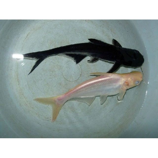 IKAN PATIN HIAS 5 EKOR | HITAM & ALBINO | Ikan Kolam & Aquarium Aktif | Ikan Hias Murah & Kuat pembe
