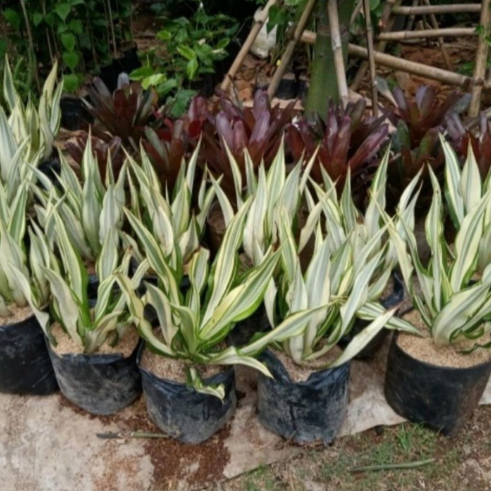 Tanaman Hias Agave Siklok Variegata Putih / Tanaman Hias Agave Variegata