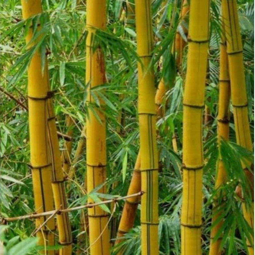 new bambu kuning ampel