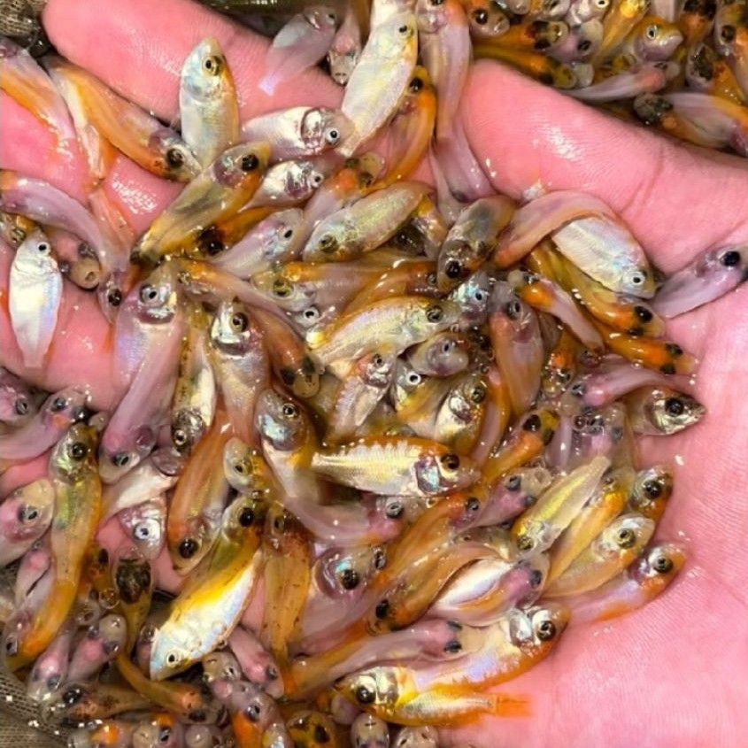 bibit ikan nila benih ikan nila ukuran 2 3 ikan sehat