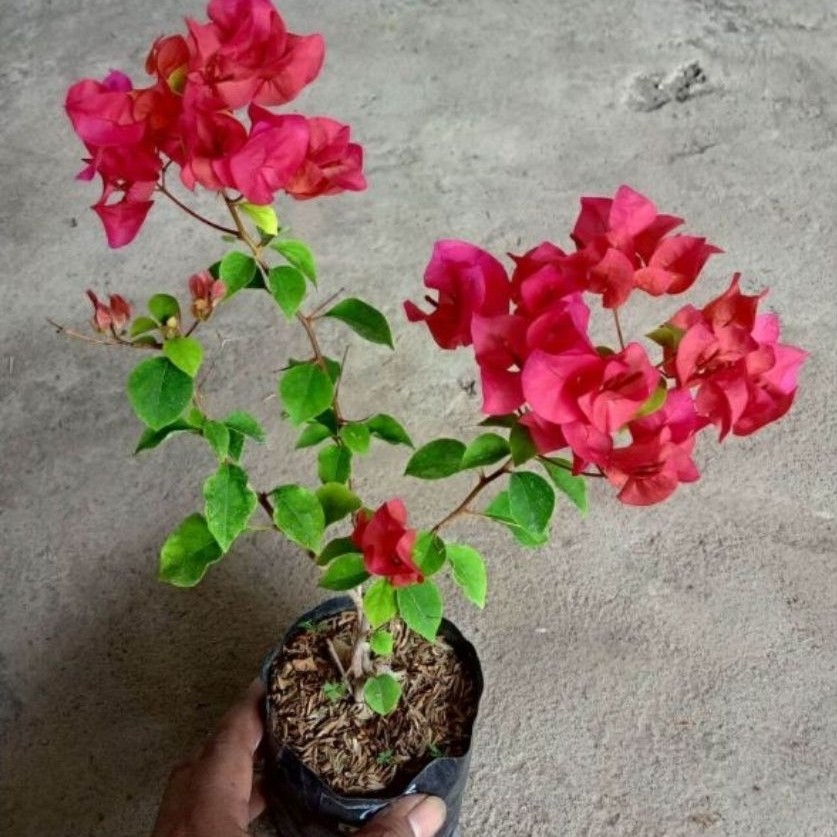 Tanaman Hias Bougenville Merah Bunga Kertas