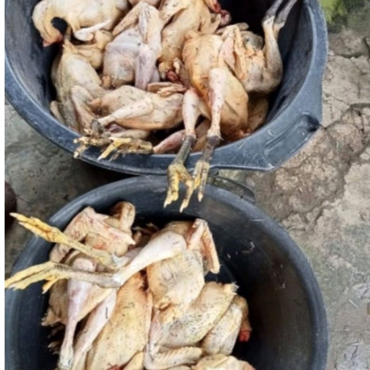 AYAM KAMPUNG JANTAN/BETINA HIDUP LANGSUNG POTONG TERIMA BERSIH HIGIENIS PREMIUM