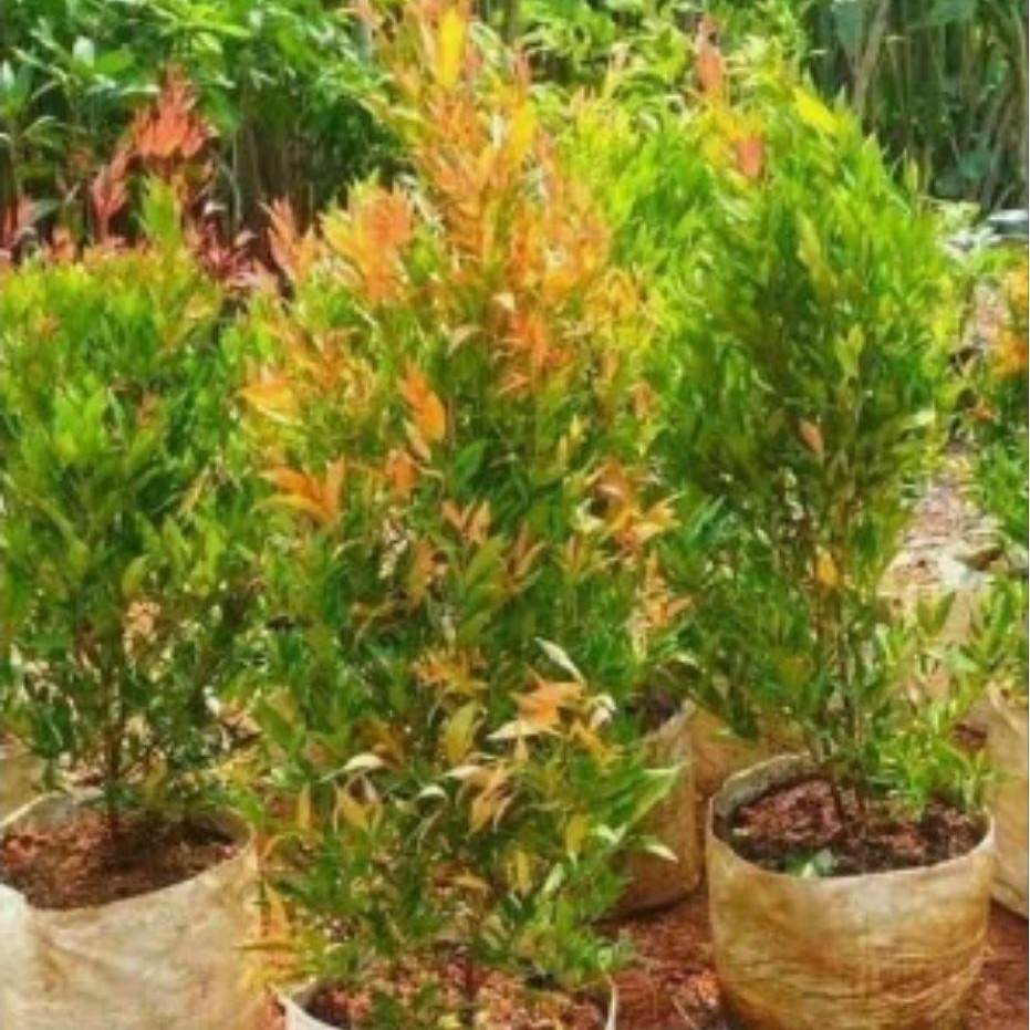 Tanaman Hias Pucuk Merah 50cm