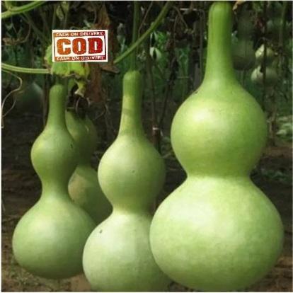 LABU BOTOL / LABU AIR BOTOL 10 PCS biji / bibit / benih LABU BOTOL