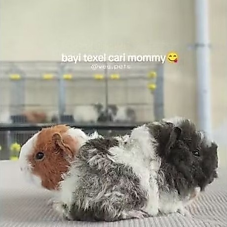 Marmut Texel - Guinea Pig - Boneka H1dup Jinak Sehat + Keranjang