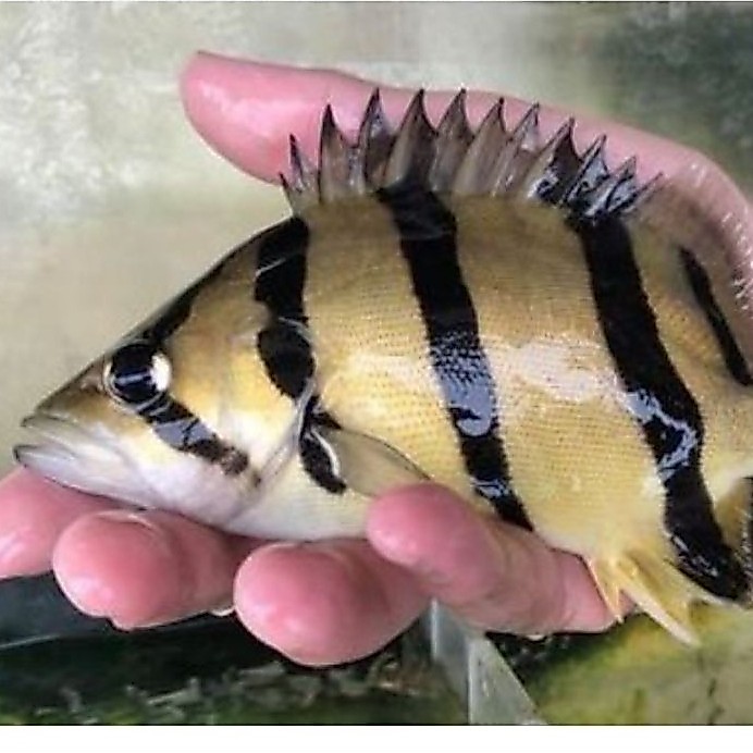 sticker IKAN DATZ NTT / NORTH TIGER THAILAND 12-14CM