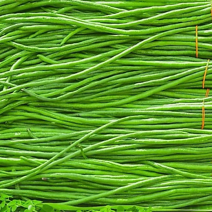 REPACK (100 Butir) BENIH KACANG PANJANG PARADE TAVI
