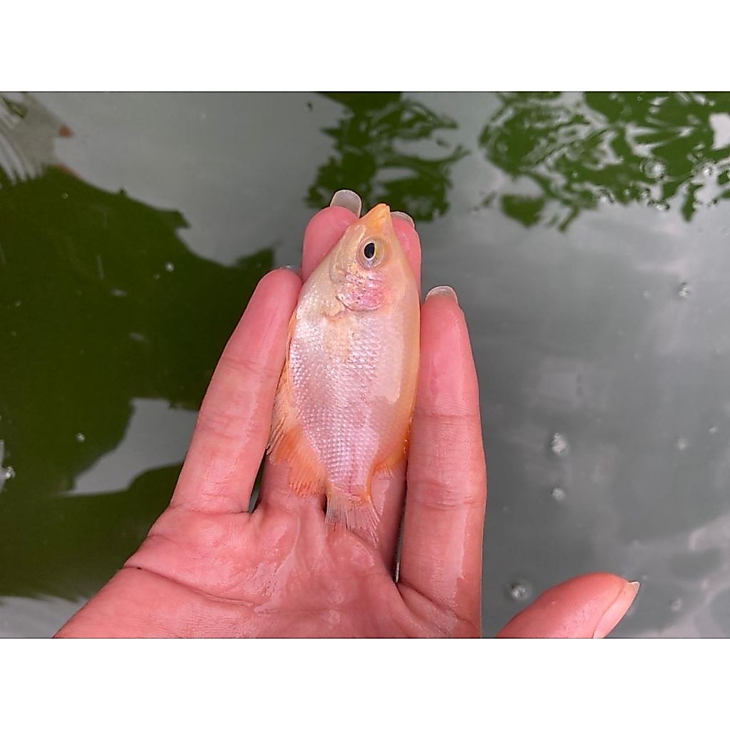 bibit ikan gurame padang size 2 jari up/ ikan super sehat lincah & gemuk (isi 10 ekor)