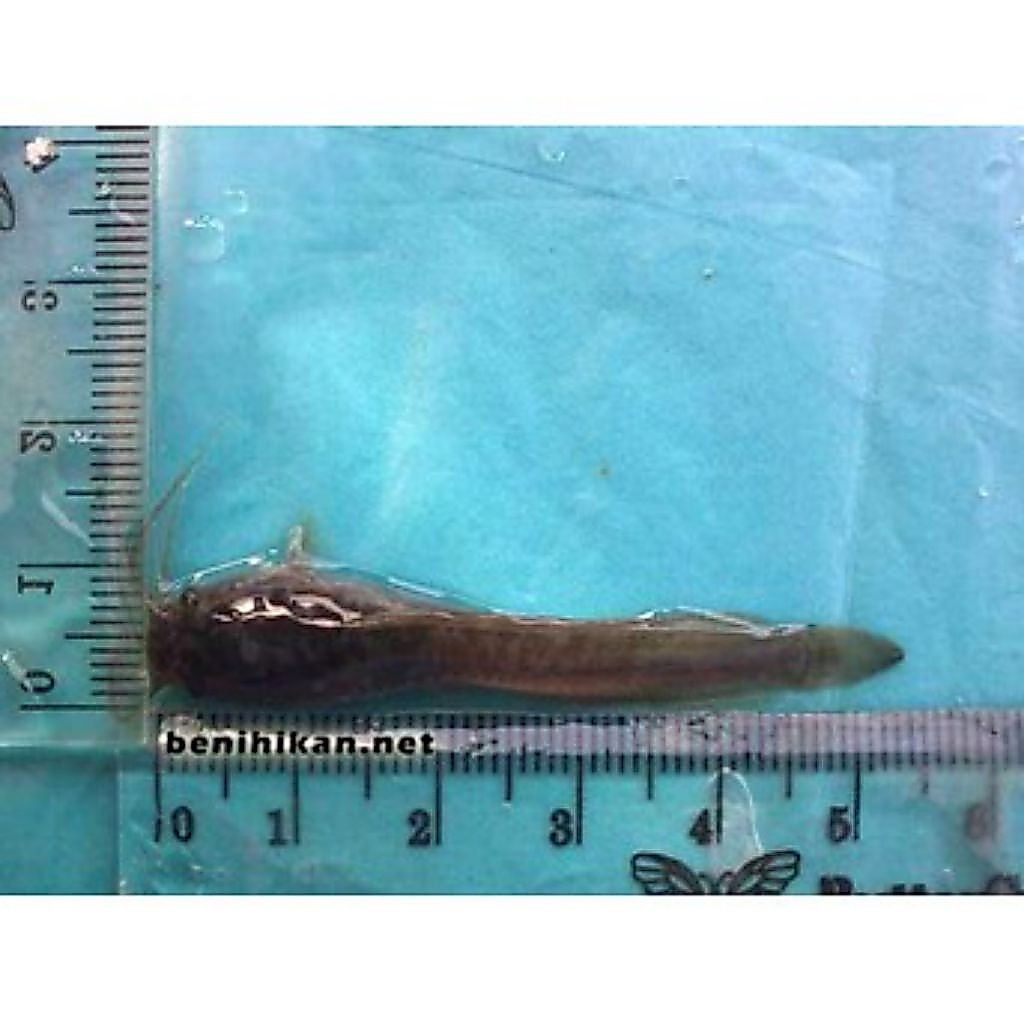 Lele kecil 4,5 cm isi  40 ekor