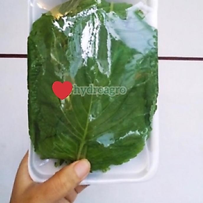 ♨ Daun Wijen Korea Korean Bbq Perilla Shiso Sesame Leaf Kkaennip Plant ➤
