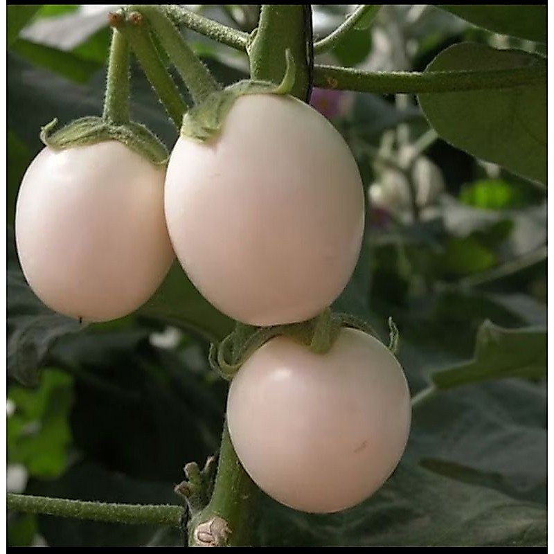 10 Benih Biji Terong Bulat Putih