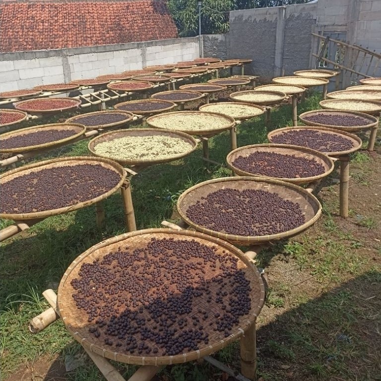 Gabah Kopi Arabika Asli