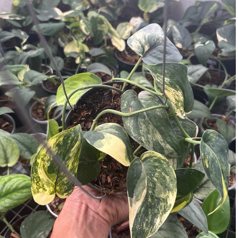 scindapsus jade satin