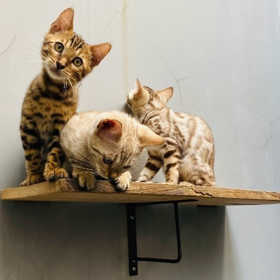 Bengal kitten lucu (snow and brown)
