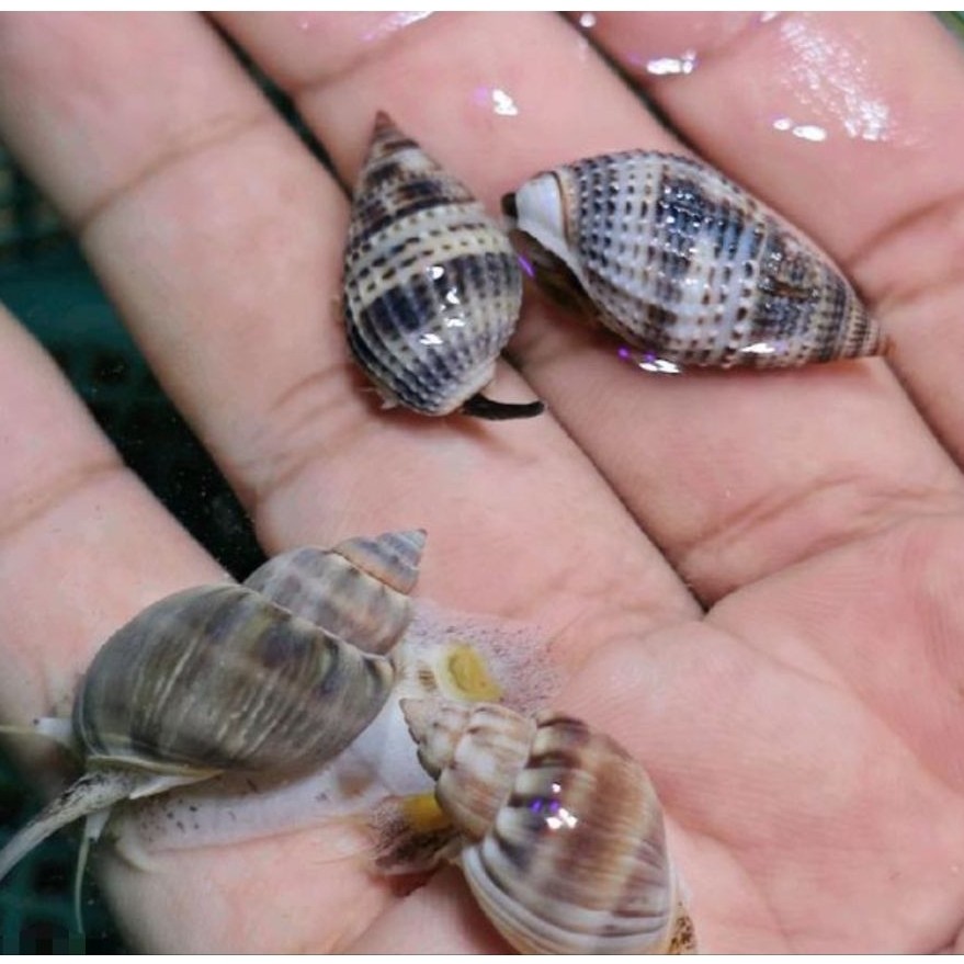 Ikan Hias Air Laut Jenis Keong Nasarius