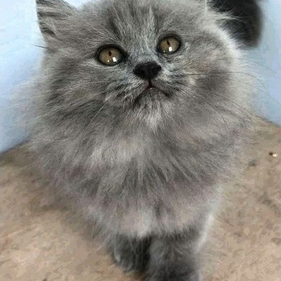 (RAS FLATNOSE BULU BLUE SOLID)KUCING PERSIA MEDIUM BLUE SOLID ABU SOLID BULU KAPAS PANJANG