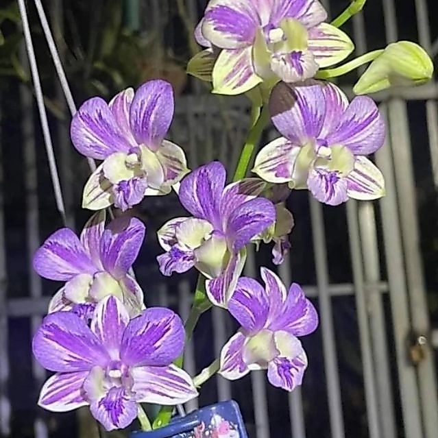 Anggrek Dendrobium Lavender - Bunga Anggrek Dendrobium