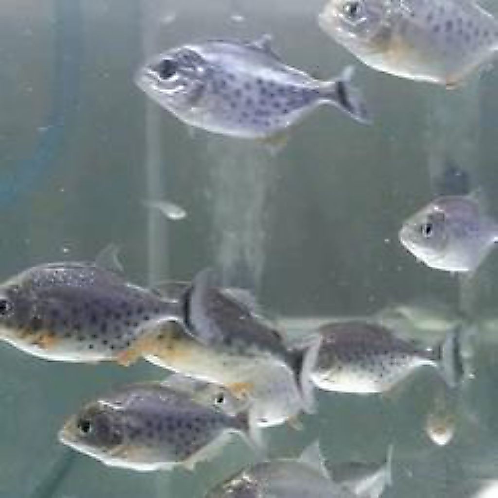 RBP piranha
