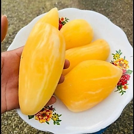 Yacon asli dieng