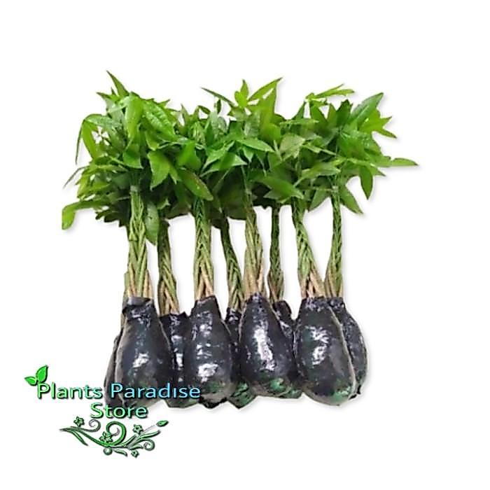 Tanaman Hias Pachira Kepang 9 - Pachira Money Tree - Hiasan Meja Ruangan Pachira Aquatic Money Tree