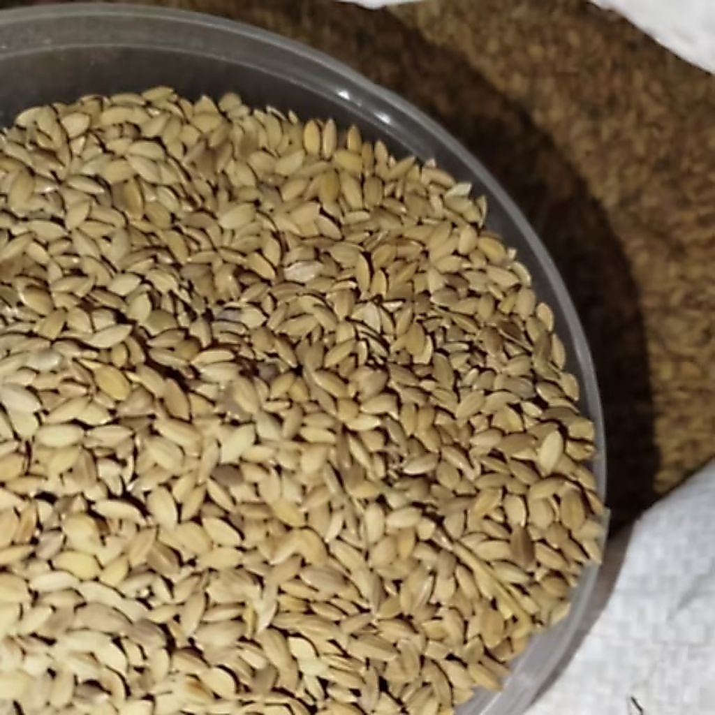 Gabah kering 2 kg,gabah padi beras putih,untuk pakan ayam dan buring