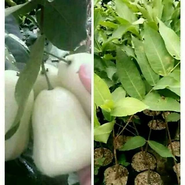 Bibit Jambu Air Madu Susu