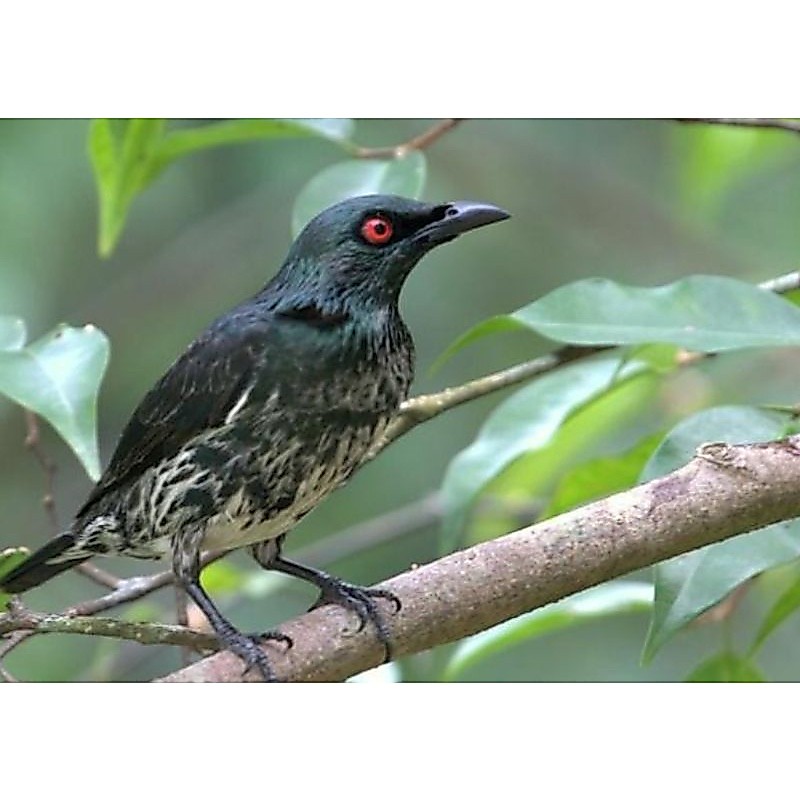 BURUNG CUCAK KELING gacor sudah nge pur