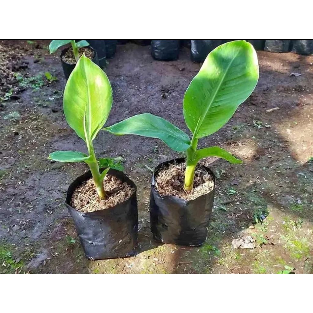 ( HEMAT BELI 1 GRATIS 1 BIBIT ) Bibit pisang raja seribu kualitas super (asli)