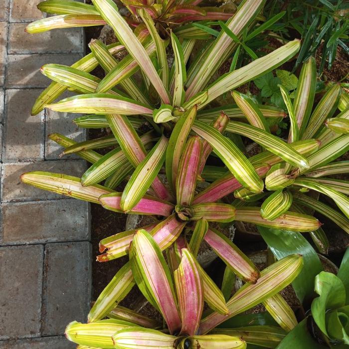 TANAMAN HIAS BROMELIA RAINBOW SIZE BESAR - BROMELIA
