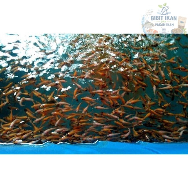 bibit / benih ikan nila merah 1 jari per ekor ( bibit ikan nila hidup )( hanya instan ) / bibit ikan