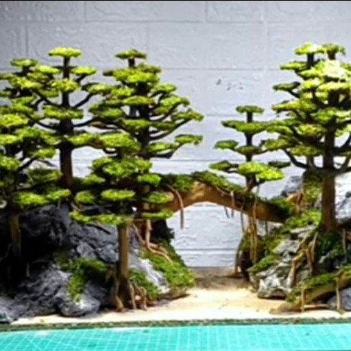 Bonsai Pohon Pinus Cemara Aquascape dengan Moss Siap Pakai